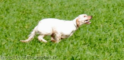 Setter Anglais MAGENTA DES CABANES TCHANQUEES